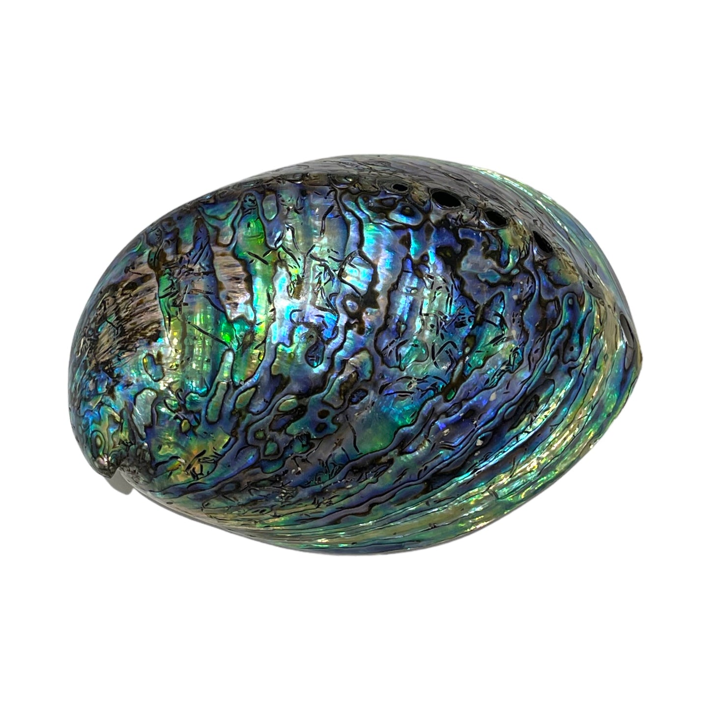 COQUILLE ORMEAU SUPÉRIEUR PORTE ENCENS