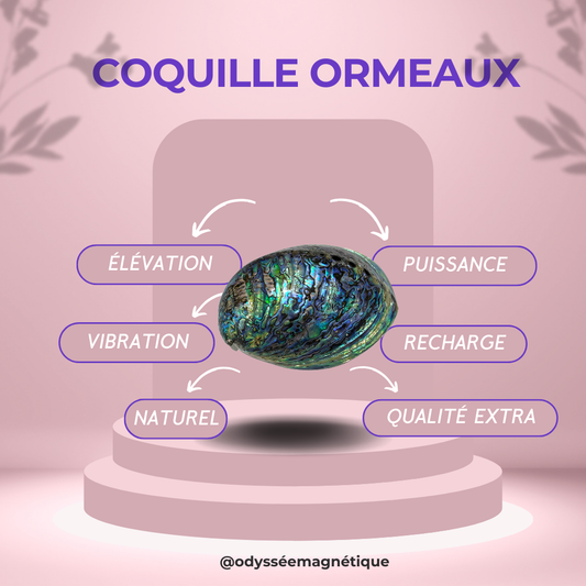 COQUILLE ORMEAU SUPÉRIEUR PORTE ENCENS