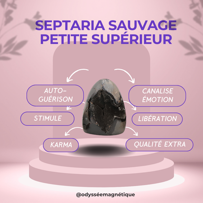 SEPTARIA SAUVAGE QUALITÉ SUPÉRIEURE PETITE