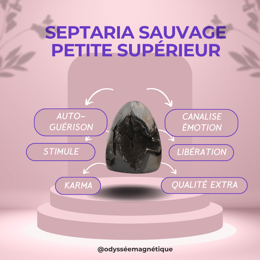 SEPTARIA SAUVAGE QUALITÉ SUPÉRIEURE PETITE