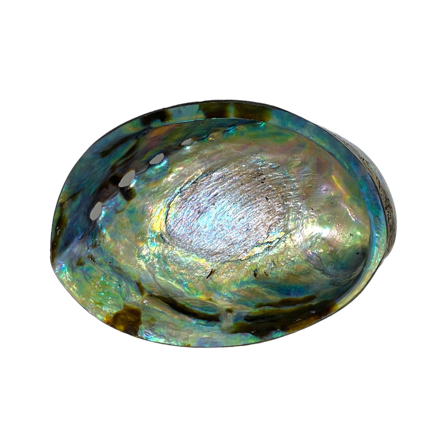 COQUILLE ORMEAU SUPÉRIEUR PORTE ENCENS